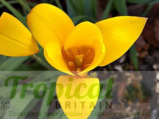 Tulipa clusiana