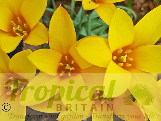 Tulipa clusiana