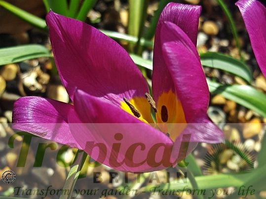 Tulipa humilis
