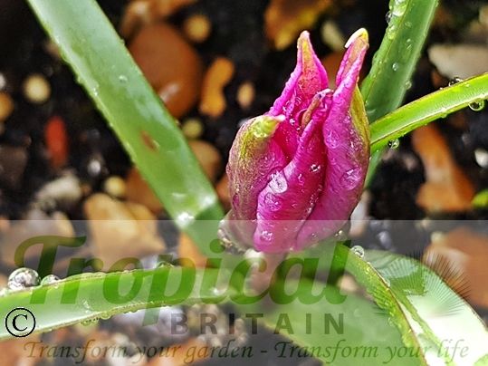 Tulipa humilis - before opening