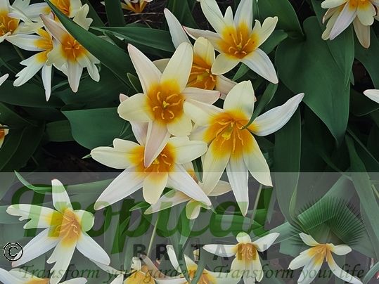 Tulipa kaufmanniana