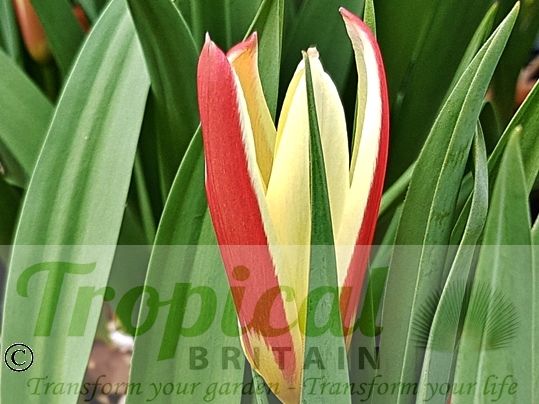 Tulipa kaufmanniana