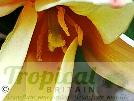 Tulipa kaufmanniana