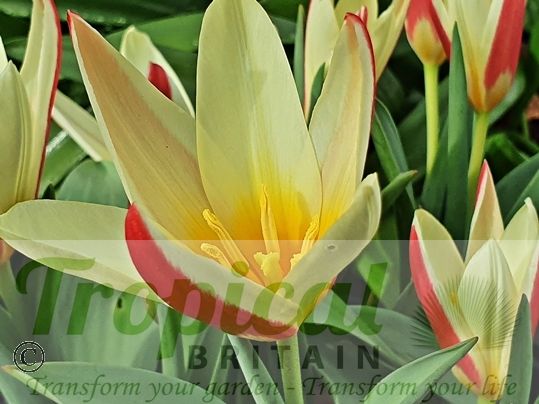 Tulipa kaufmanniana