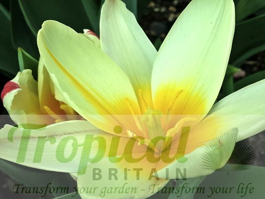 Tulipa kaufmanniana