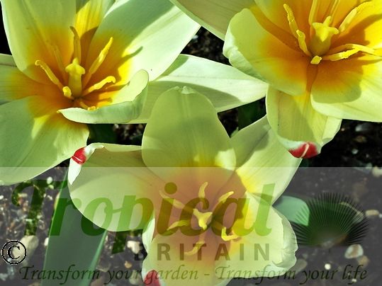 Tulipa kaufmanniana