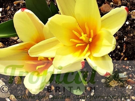 Tulipa kaufmanniana