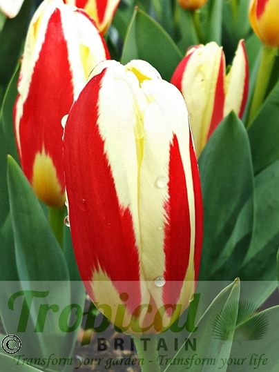 Tulipa kaufmanniana - blooms before opening