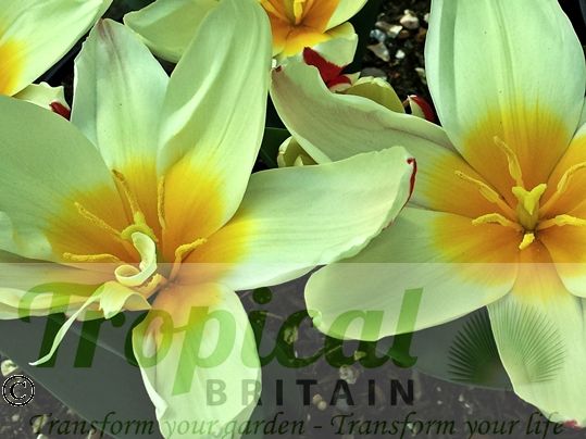 Tulipa kaufmanniana