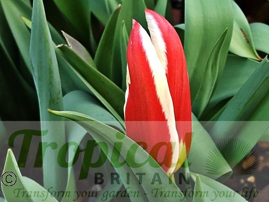 Tulipa kaufmanniana
