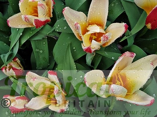 Tulipa kaufmanniana