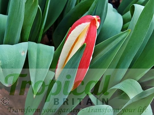 Tulipa kaufmanniana - usually the first of the species Tulips in Spring