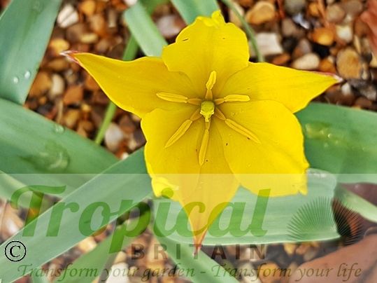Tulipa kolpakowskiana
