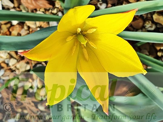 Tulipa kolpakowskiana