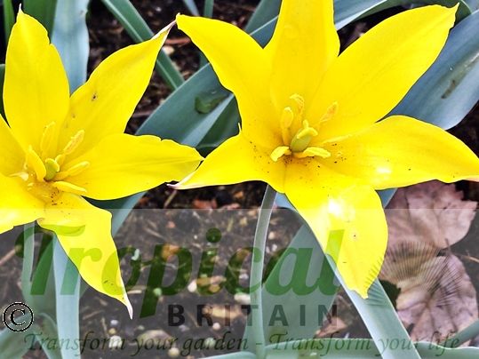 Tulipa kolpakowskiana