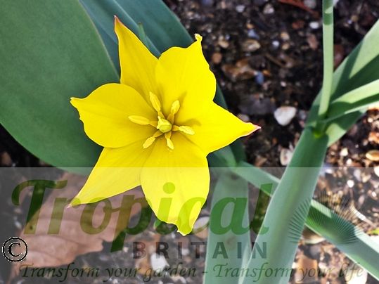 Tulipa kolpakowskiana