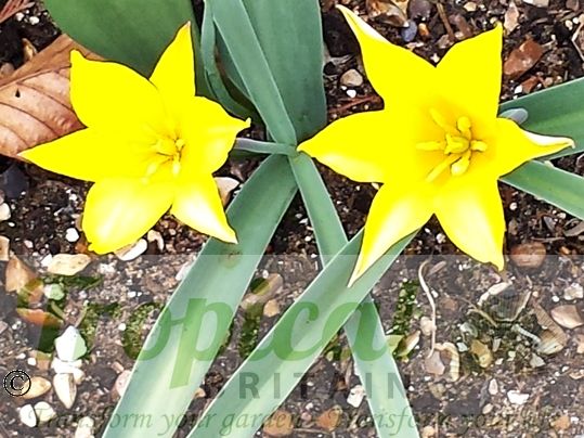 Tulipa kolpakowskiana