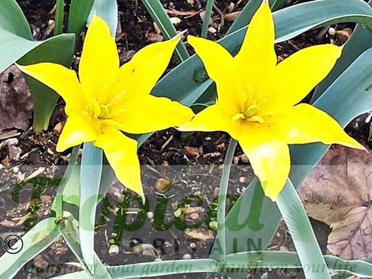 Tulipa kolpakowskiana