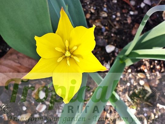 Tulipa kolpakowskiana