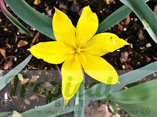 Tulipa kolpakowskiana