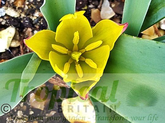 Tulipa kolpakowskiana - before fully opening, Tulipa kolpakowskiana has a more traditional Tulip cup-like shape