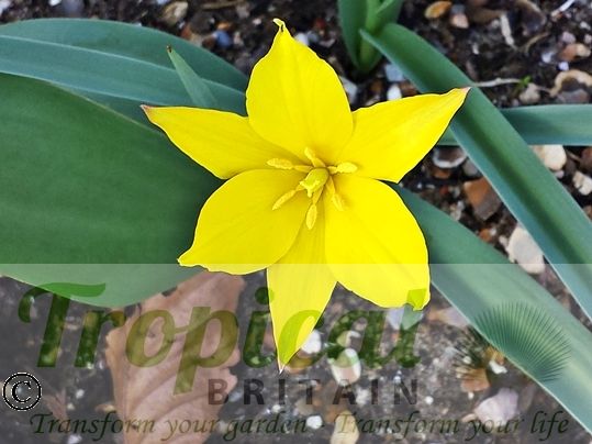 Tulipa kolpakowskiana