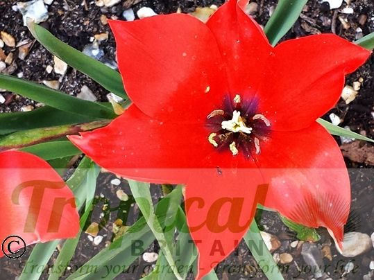 Tulipa linifolia