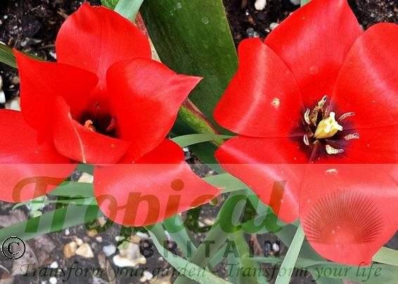 Tulipa linifolia
