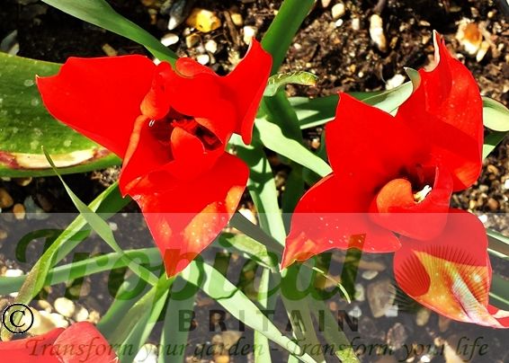 Tulipa linifolia