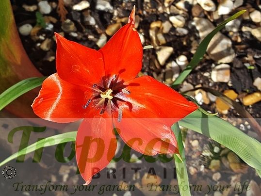 Tulipa linifolia