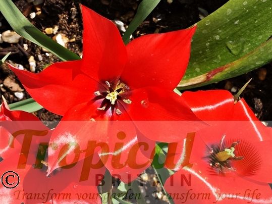 Tulipa linifolia