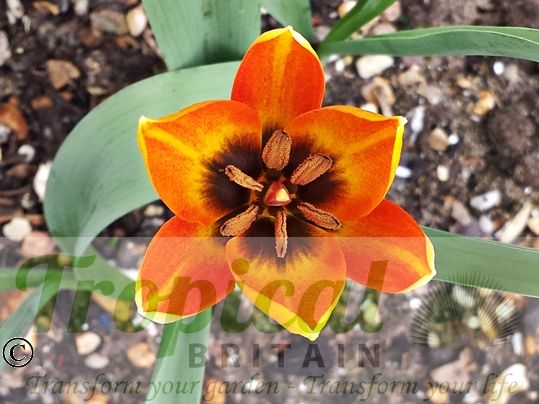 Tulipa orphanidea ssp whittalii