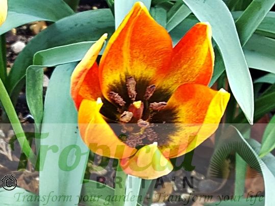 Tulipa orphanidea ssp whittalii