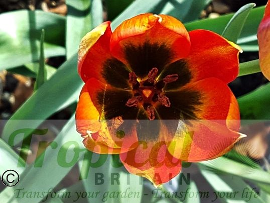 Tulipa orphanidea ssp whittalii