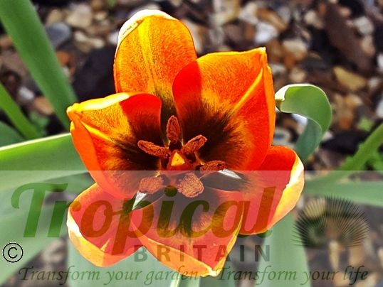 Tulipa orphanidea ssp whittalii