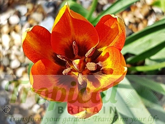 Tulipa orphanidea ssp whittalii