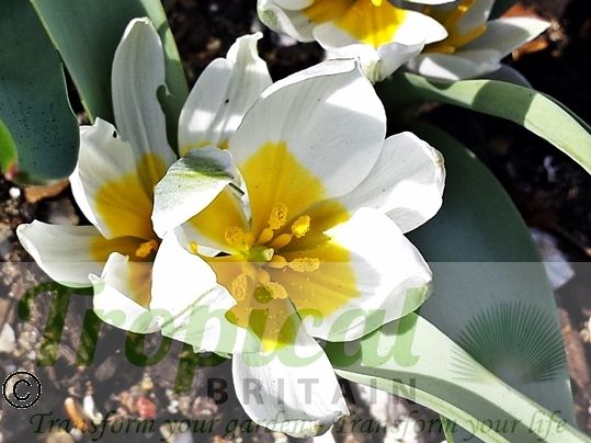 Tulipa polychroma