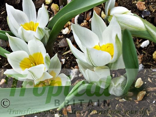Tulipa polychroma