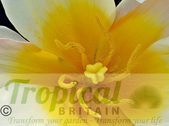 Tulipa polychroma