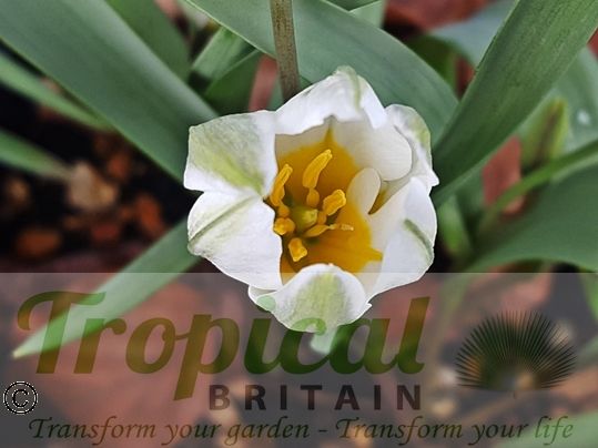 Tulipa polychroma