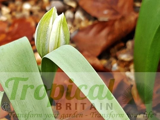 Tulipa polychroma - bloom before opening