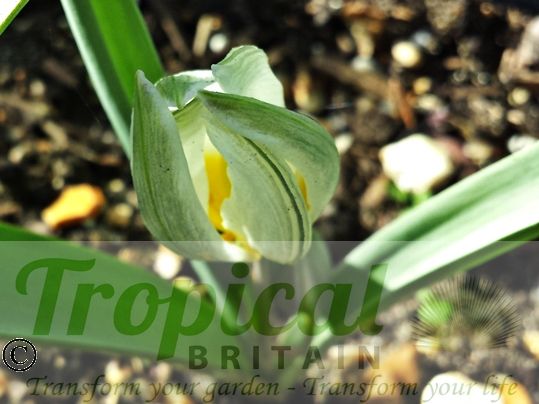 Tulipa polychroma - note how outer petals can be olive green, grey, mauve-grey or a combination of these colours with variable streaks