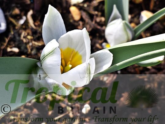 Tulipa polychroma - bloom just opening
