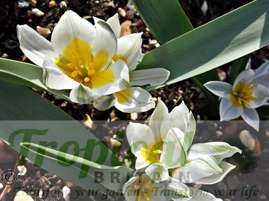 Tulipa polychroma
