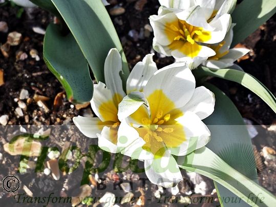 Tulipa polychroma