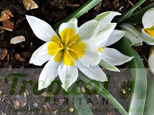 Tulipa polychroma