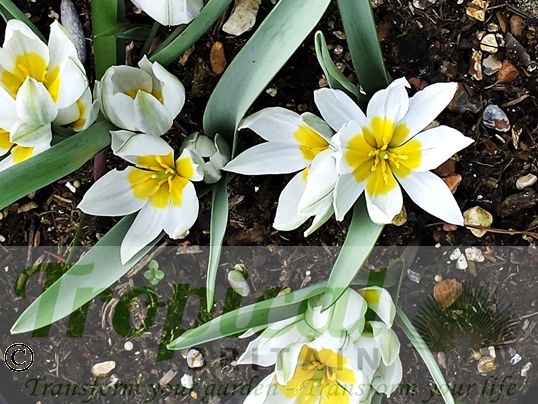 Tulipa polychroma