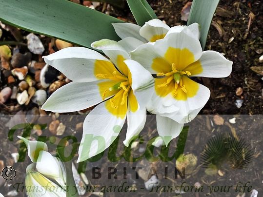 Tulipa polychroma