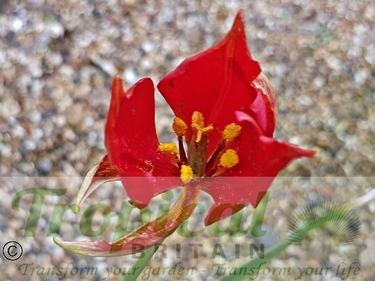 Tulipa sprengeri