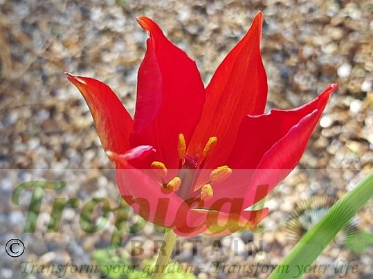 Tulipa sprengeri